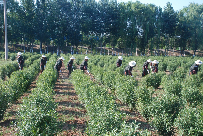 康培集团经过免费培训后安排541名当地农民在基地就业,年支付工资达1100余万元(1)