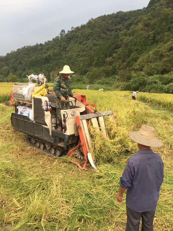 收割水稻