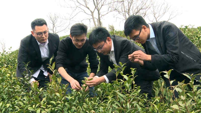 2019年3月19日 聚爱优选考察信阳市光山县文殊乡梁棚村信阳毛尖种植基地
