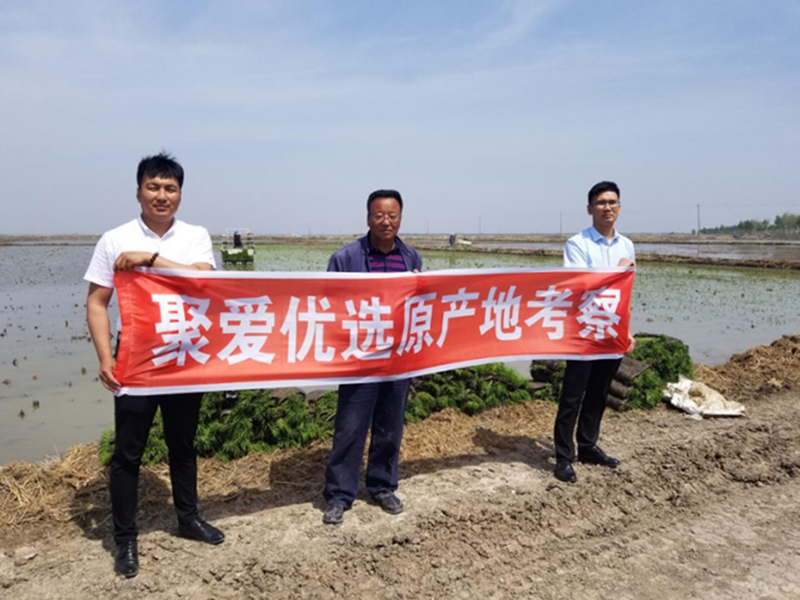 2019年5月25日 聚爱优选考察黑龙江省林甸大米原产地现场
