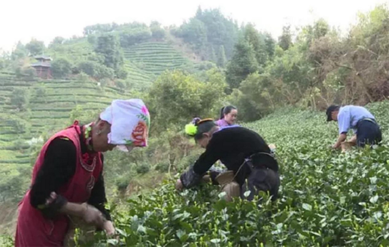 贵州省雷山县望丰乡乌响村贫困户采茶现场